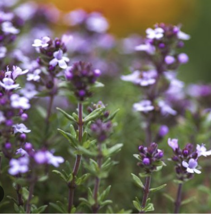 Thymus Vulgaris Flower/Leaf Extract