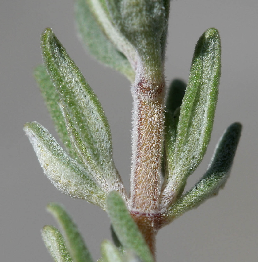 Thymus Vulgaris Extract