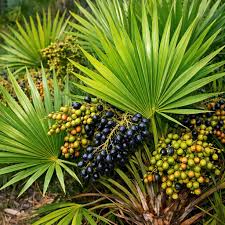 Serenoa Serrulata Fruit Oil