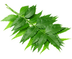 The SkinScience Company Neem Oil