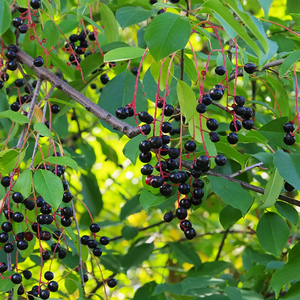 Black-cherry-1024x1024.webp