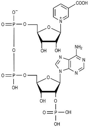 Адениндинуклеотидфосфат никотиновой кислоты