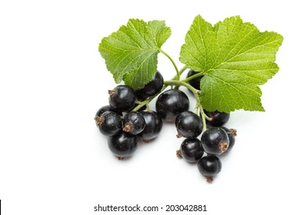 Ribes-nigrum-blackcurrant-fruit-leaves-260nw-203042881.jpg.webp