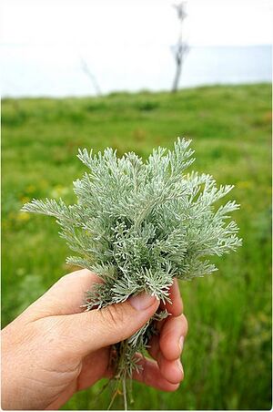 Artemisia-abrotanum--Olga-Mazur-Tkachuk--CC-BY.jpg