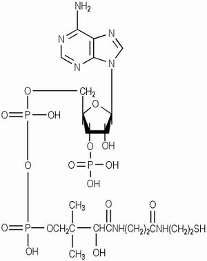 Coenzyme-A.jpeg