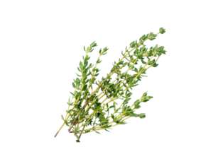 Thyme 1-650x510.png