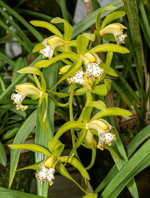 Cymbidium-grandiflorum-orchid-darjeeling-india-600nw-2278493371.jpg.webp